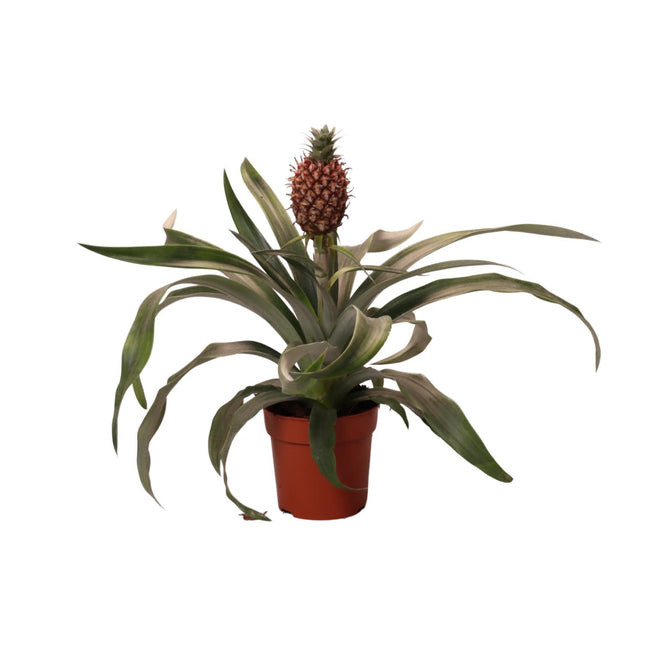 Ananas Rosita (Ananasplant) ↑ 35 cm