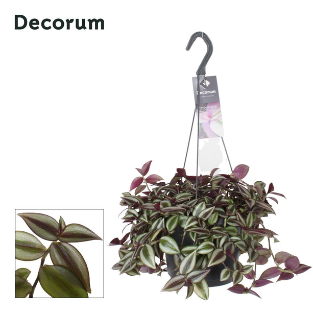 Tradescantia zebrina 'Purpusii' (Vaderplant) - Ø 17 cm - ↑ 30 cm