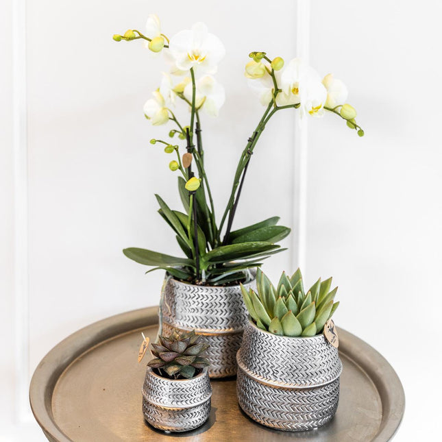 Xshelley 6 stuks 70 cm Kunstmatige Real Touch Orchideeën Bloemen 9 Hoofden Latex Phalaenopsis Bloem, Kunstmatige Orchidee Bloemen Stam Planten voor DIY Thuis Bruiloft Decoratie Xshelley 6 stuks 70 cm Kunstmatige Real Touch Orchideeën Bloemen 9 Hoofden Latex Phalaenopsis Bloem, Kunstmatige Orchidee Bloemen Stam Planten voor DIY Thuis Bruiloft Decoratie