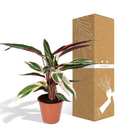 Calathea Triostar (Pauwenplant) ↑ 70 cm