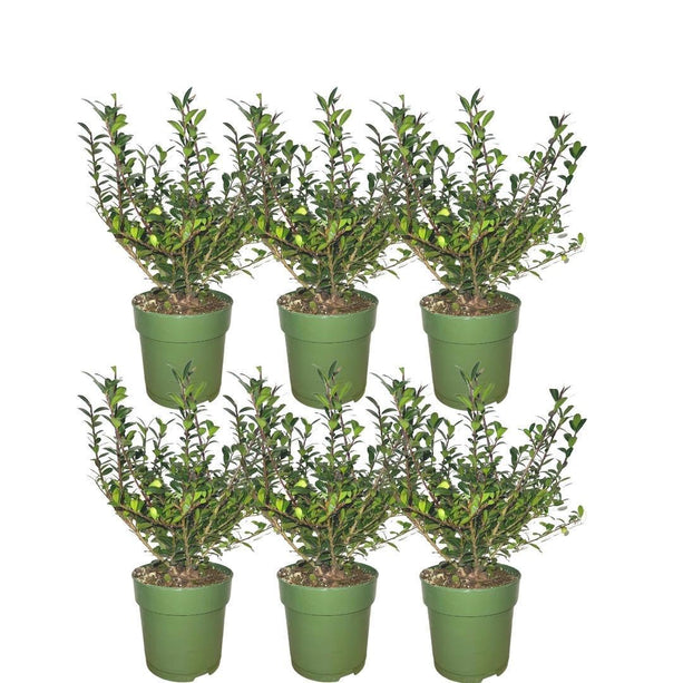 Hulsthaag - Ilex crenata 'Jenny'® - Set van 6 winterharde haagplanten - ↑ 1 meter - Groenblijvende haag - Vers van de kwekerij geleverd