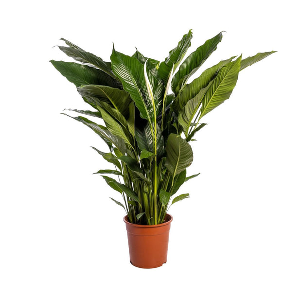 Spathiphyllum 'Sweet Sebastiano' (Witte Lepelplant) - Ø 24 cm - ↑ 110 cm