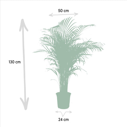 Areca palm - ↑ 130cm