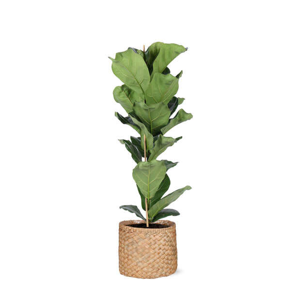 Ficus Lyrata - Vioolbladplant - Ø 21 cm - ↑ 90 cm in Albury NATURAL mand