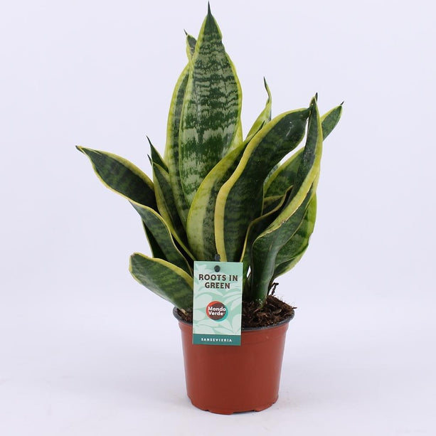 Sansevieria 'Futura Superba' (Vrouwentong) - Ø 12 cm - ↑ 35 cm