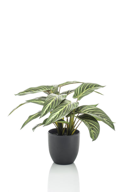 Kunstplant - Calathea Zebrina - Schaduwplant - ↑ 38 cm