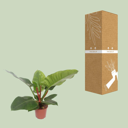 Philodendron Imperial Green - Aronskelkplant - Ø 17 cm - ↑ 60 cm
