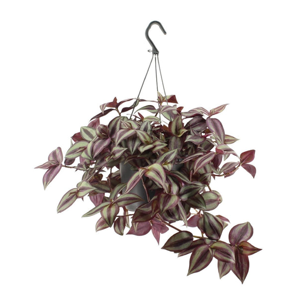 Tradescantia zebrina 'Violet' (Vaderplant) - Ø 17 cm - ↑ 25 cm