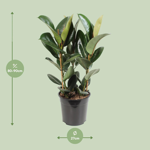 Ficus elastica Burgundy (Rubberplant) - Ø 24 cm - ↑ 100 cm