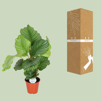 Calathea Orbifolia (Pauwenplant) ↑ 60 cm