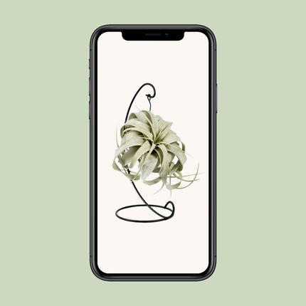 Tillandsia 'King Xero' (Luchtplant) - Ø 12 cm - ↑ 23 cm