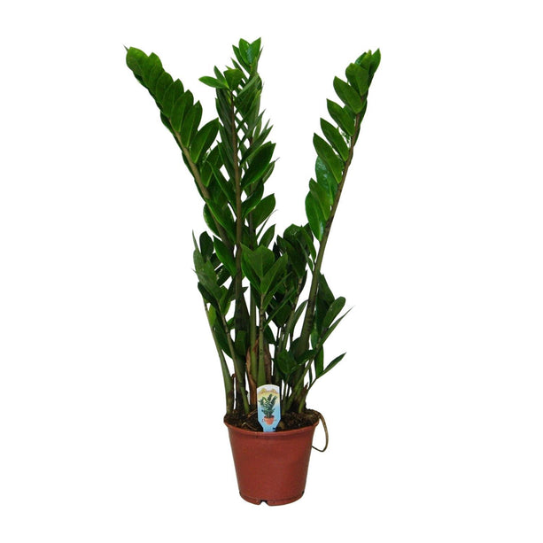 Zamioculcas zamiifolia (Kamerpalm) - Ø 14 cm - ↑ 50 cm