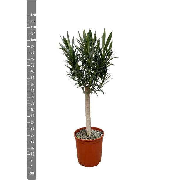 Nerium Oleander - Olijfboom op stam met roze bloem - Ø 22 cm - ↑ 110 cm