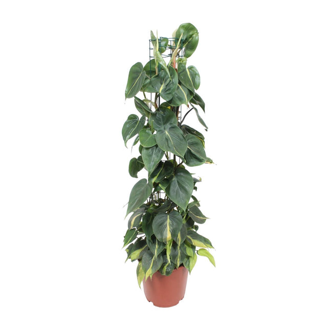 Philodendron Scandens Brasil (Zaadplant) ↑ 120 cm