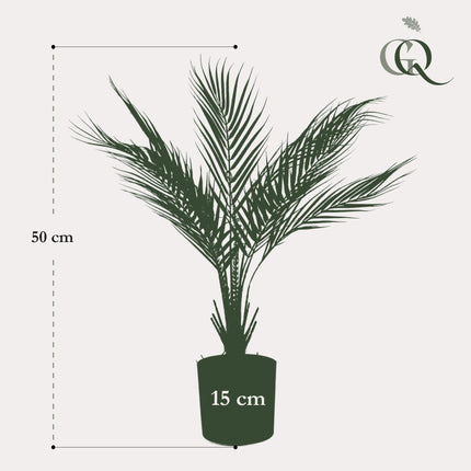 Kunstplant - Chamaedorea - Bergpalm - ↑ 50 cm