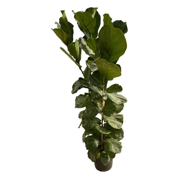 Ficus lyrata (Vioolbladplant) - Ø 30 cm - ↑ 170 cm