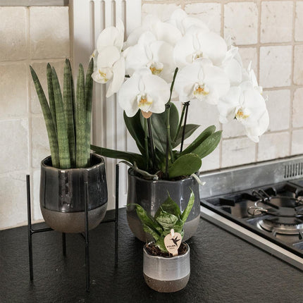 Kolibri Home | Plantenstandaard - Zwart metalen planten verhoging - Ø 12 cm