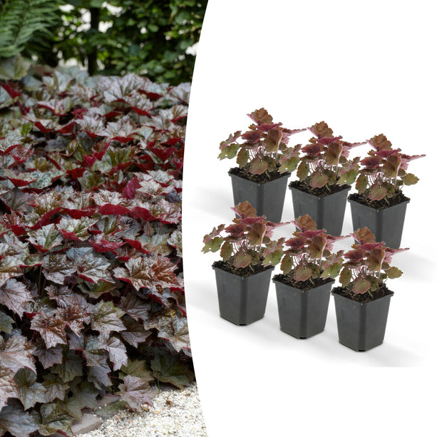 Heuchera mic. 'Palace Purple' - Heuchera - Ø 9 cm - ↑ 25 cm