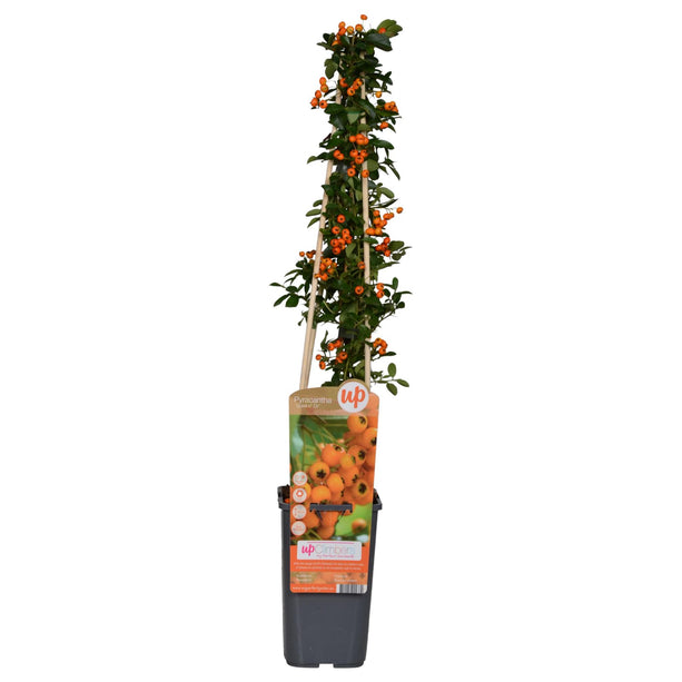 Pyracantha 'Soleil d'Or' (Vuurdoorn) - Ø 15 cm - ↑ 65 cm