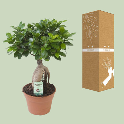 Ficus Ginseng (Bonsai) Ø 17cm - ↑ 40cm