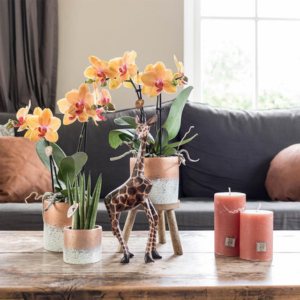 Kolibri Home | Plantenstandaard - Houten planten verhoging - Ø 12 cm
