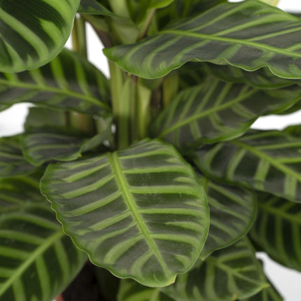 Calathea Zebrina (Pauwenplant) ↑ 80 cm