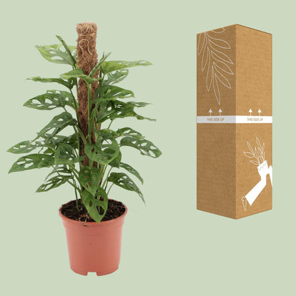Monstera Monkey - Gatenplant - Ø 17 cm - ↑ 60 cm