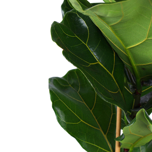 Ficus Lyrata - Vioolbladplant - Ø 21 cm - ↑ 90 cm in Vibes BLUE pot