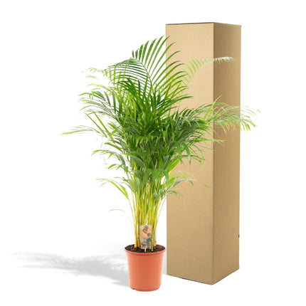 Areca palm - ↑ 130cm