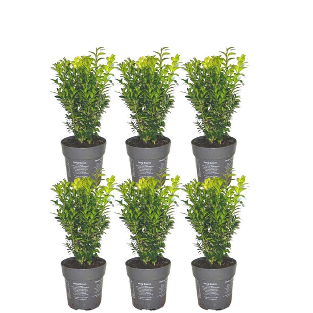 1 meter Buxus Sempervirens haag - ↕ 20 cm - 6 x Ø12 cm