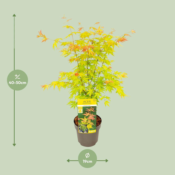 Acer palmatum Orange Dream - Ø19 - ↨40cm