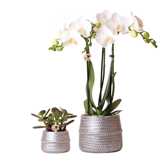 Kolibri Company - Planten set Groove zilver | Set met witte Phalaenopsis orchidee Amabilis Ø9cm en groene plant Succulent Crassula Ovata Ø6cm  | incl. zilver keramieken sierpotten