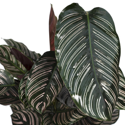 Calathea Ornata (Pauwenplant) ↑ 75 cm