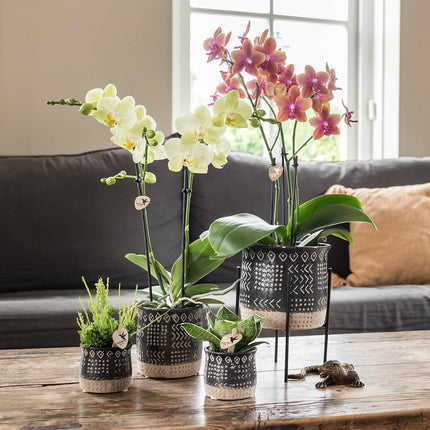 Kolibri Home | Plantenstandaard - Zwart metalen planten verhoging - Ø 12 cm