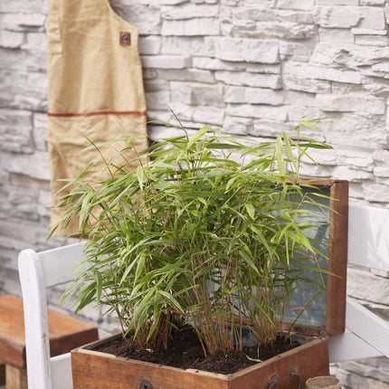 Fargesia rufa (Bamboeplant) - Ø 14 cm - ↑ 40 cm