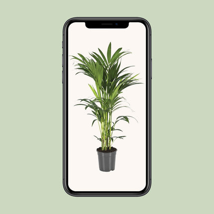 Howea Forsteriana - Kentiapalm - Ø 21 cm - ↑ 100 cm