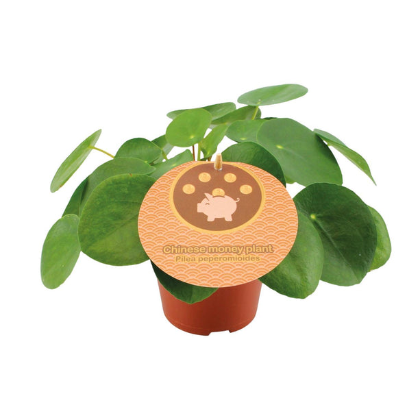 Pilea Peperomioides - Pannenkoekplant - Ø 12 cm - ↑ 20 cm