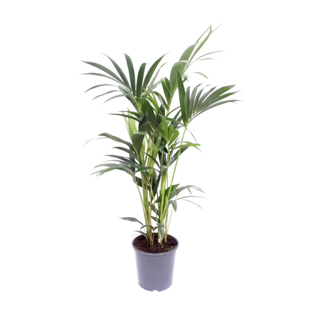 Howea Forsteriana - Kentiapalm - Ø 17 cm - ↑ 75 cm