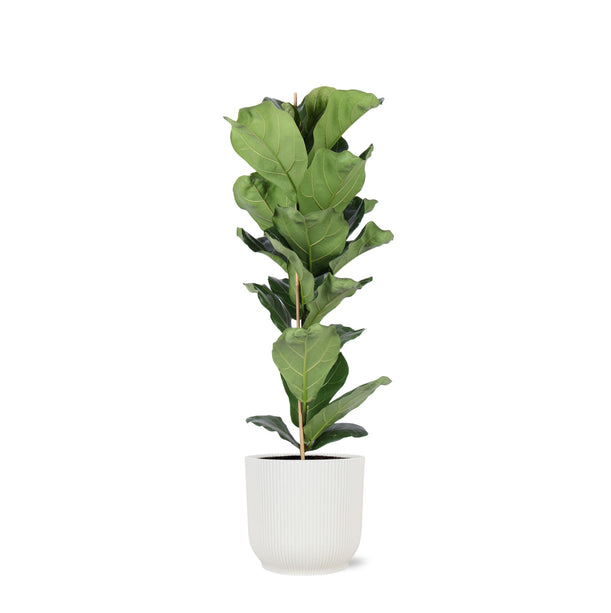 Ficus Lyrata - Vioolbladplant - Ø 21 cm - ↑ 90 cm in Vibes WIT pot