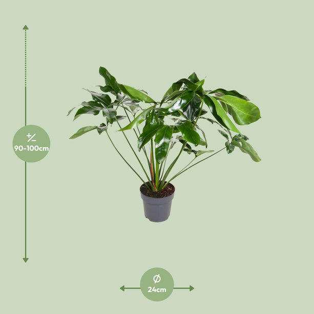 Philodendron Green Wonder - Hangplant - Ø 24 cm - ↑ 100 cm