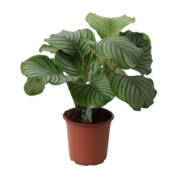 Calathea Orbifolia (Pauwenplant) ↑ 50 cm