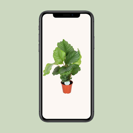 Calathea Orbifolia (Pauwenplant) ↑ 60 cm