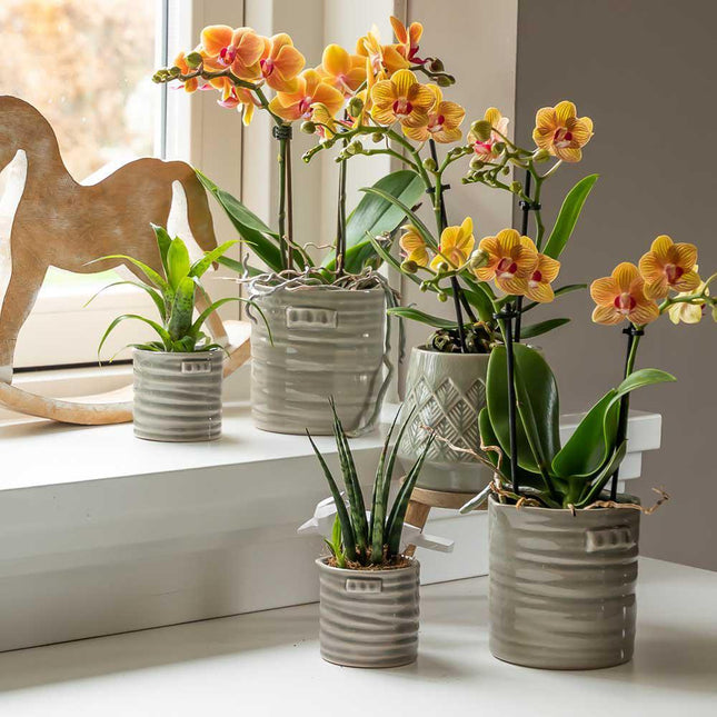 HinyoCo 5 konstgjorda phalaenopsis blommor, 80 cm, konstgjord orkidé HinyoCo 5 konstgjorda phalaenopsis blommor, 80 cm, konstgjord orkidé