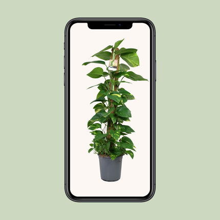 Scindapsus 'Epipremnum' (Drakenklimop) - Ø 24 cm - ↑ 120 cm