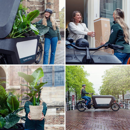 Calathea Zebrina (Pauwenplant) ↑ 80 cm