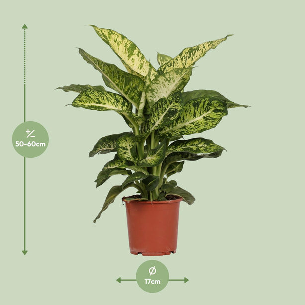 Dieffenbachia mars (Dief van Bagdad) - Ø 17 cm - ↑ 50 cm