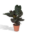 Calathea Ornata (Pauwenplant) ↑ 75 cm