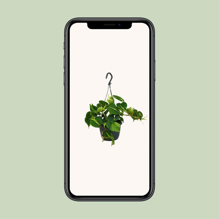 Philodendron Scandens Brasil (Hangplant) ↑ 35 cm