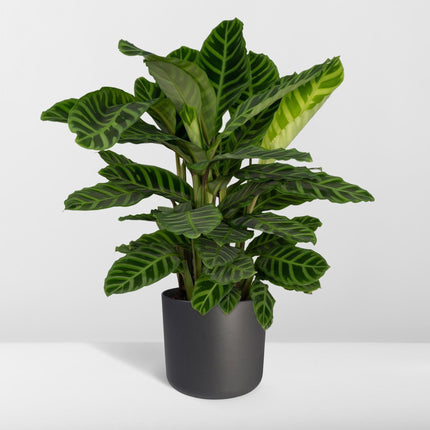 Calathea Zebrina (Pauwenplant) ↑ 80 cm