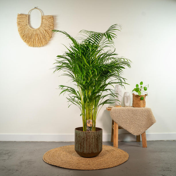 Areca palm - ↑ 130cm